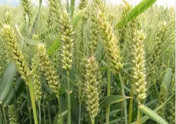 ȫ���Ų���������� ȷ�������������